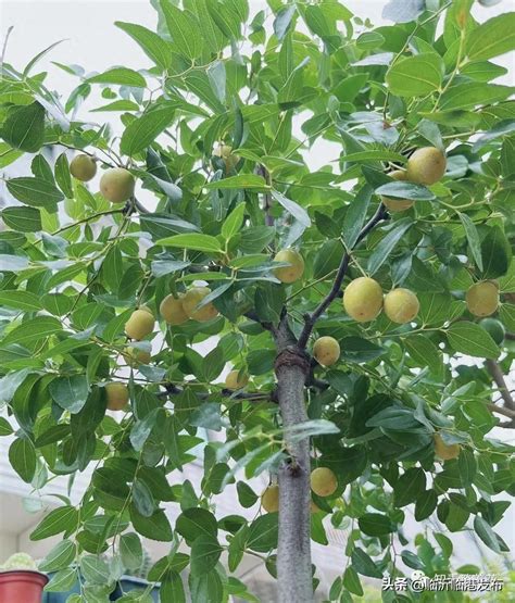 有香味的樹|4種「香味樹」，家裡養一盆，香飄陣陣，還能驅蟲